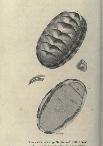 Reproducción/Reproduction 7159728857: Zoological lectures delivered at the Royal Institution. London,Kearsley,1809.