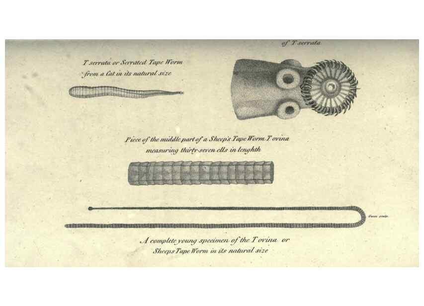 Reproducción/Reproduction 7159730535: Zoological lectures delivered at the Royal Institution. London,Kearsley,1809.
