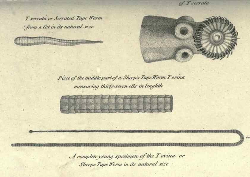 Reproducción/Reproduction 7159730535: Zoological lectures delivered at the Royal Institution. London,Kearsley,1809.