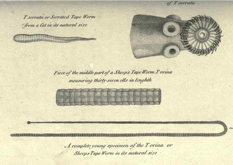 Reproducción/Reproduction 7159730535: Zoological lectures delivered at the Royal Institution. London,Kearsley,1809.