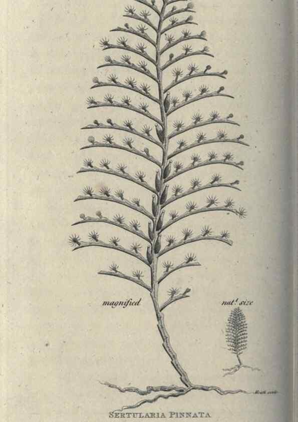 Reproducción/Reproduction 7159733745: Zoological lectures delivered at the Royal Institution. London,Kearsley,1809.