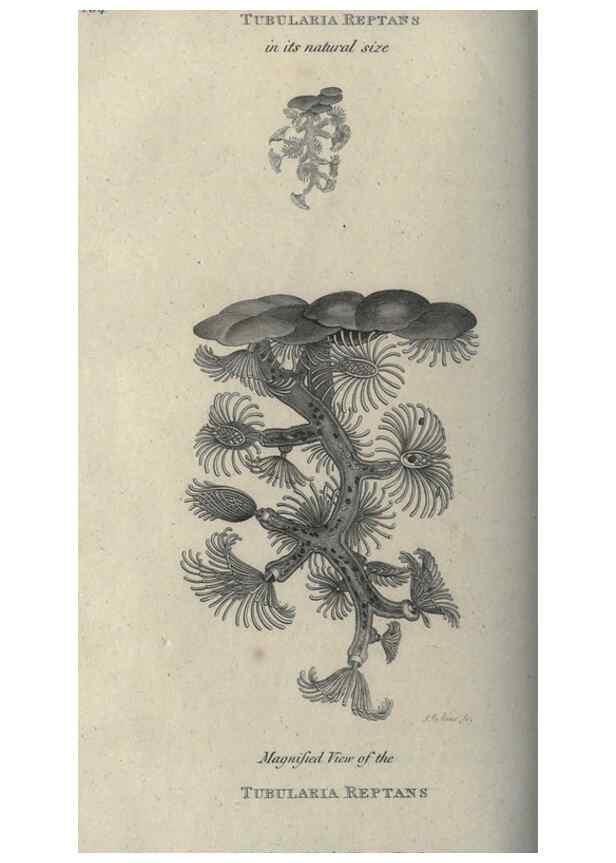 Reproducción/Reproduction 7344941614: Zoological lectures delivered at the Royal Institution. London,Kearsley,1809.