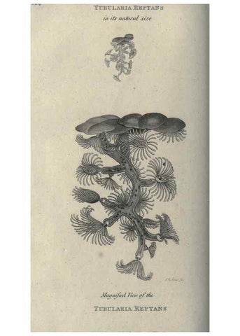 Reproducción/Reproduction 7344941614: Zoological lectures delivered at the Royal Institution. London,Kearsley,1809.