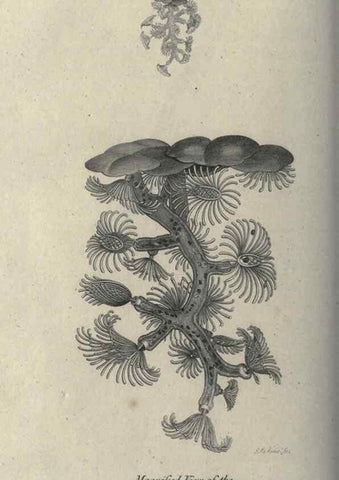 Reproducción/Reproduction 7344941614: Zoological lectures delivered at the Royal Institution. London,Kearsley,1809.