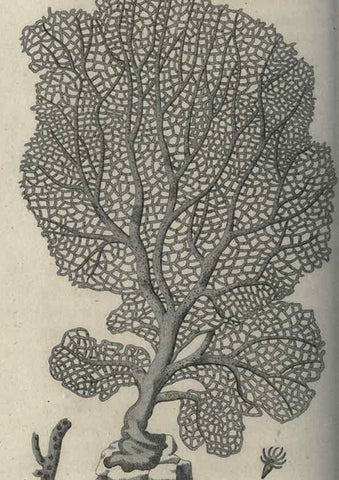 Reproducción/Reproduction 7344942824: Zoological lectures delivered at the Royal Institution. London,Kearsley,1809.