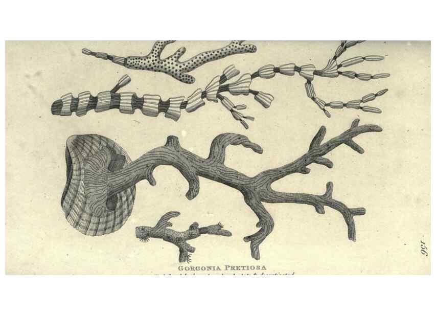 Reproducción/Reproduction 7344943716: Zoological lectures delivered at the Royal Institution. London,Kearsley,1809.