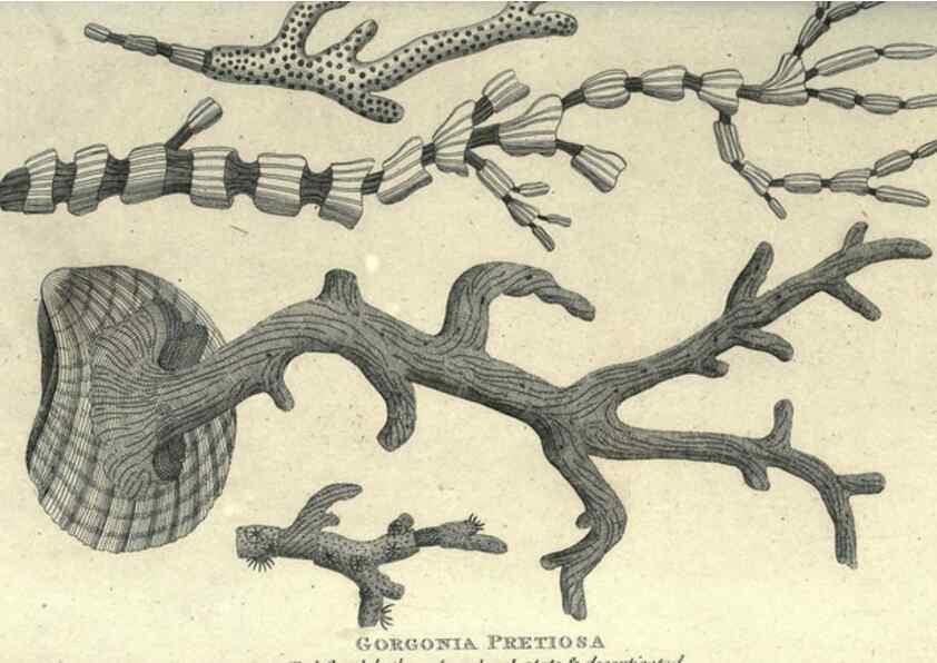 Reproducción/Reproduction 7344943716: Zoological lectures delivered at the Royal Institution. London,Kearsley,1809.