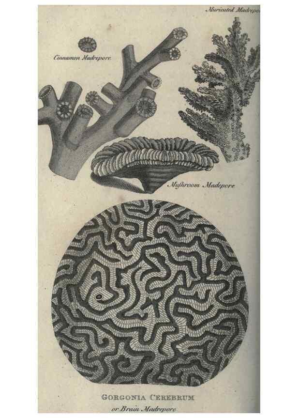 Reproducción/Reproduction 7159737879: Zoological lectures delivered at the Royal Institution. London,Kearsley,1809.