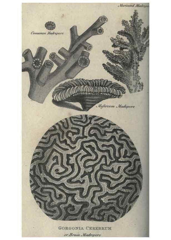 Reproducción/Reproduction 7159737879: Zoological lectures delivered at the Royal Institution. London,Kearsley,1809.