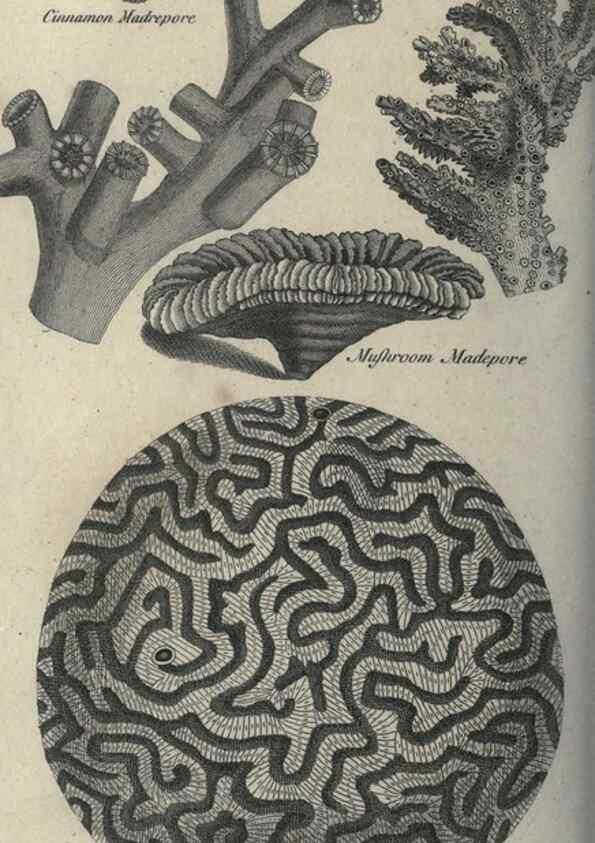 Reproducción/Reproduction 7159737879: Zoological lectures delivered at the Royal Institution. London,Kearsley,1809.