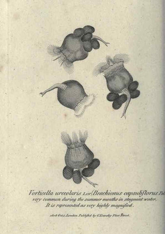 Reproducción/Reproduction 7344946454: Zoological lectures delivered at the Royal Institution. London,Kearsley,1809.