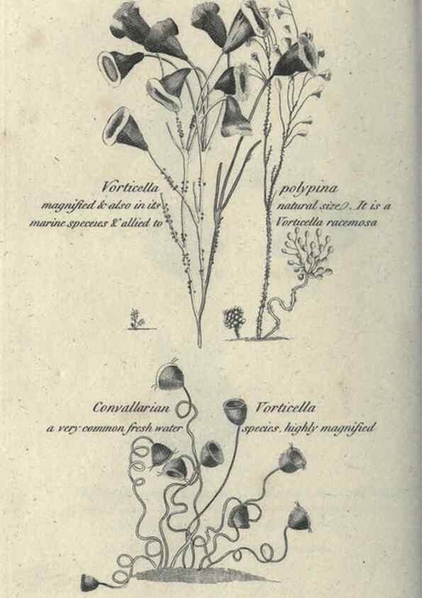 Reproducción/Reproduction 7159740585: Zoological lectures delivered at the Royal Institution. London,Kearsley,1809.