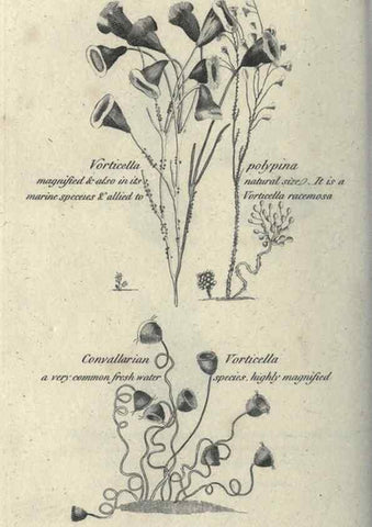 Reproducción/Reproduction 7159740585: Zoological lectures delivered at the Royal Institution. London,Kearsley,1809.