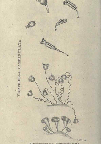 Reproducción/Reproduction 7344948298: Zoological lectures delivered at the Royal Institution. London,Kearsley,1809.