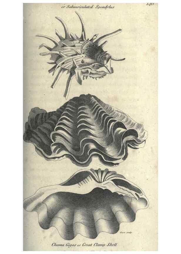 Reproducción/Reproduction 7159727243: Zoological lectures delivered at the Royal Institution. London,Kearsley,1809.