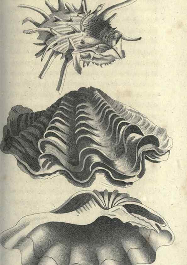 Reproducción/Reproduction 7159727243: Zoological lectures delivered at the Royal Institution. London,Kearsley,1809.