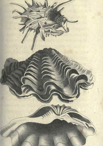 Reproducción/Reproduction 7159727243: Zoological lectures delivered at the Royal Institution. London,Kearsley,1809.