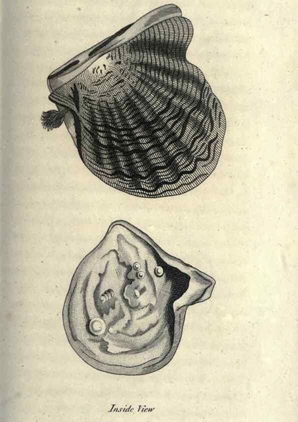 Reproducción/Reproduction 7159726293: Zoological lectures delivered at the Royal Institution. London,Kearsley,1809.