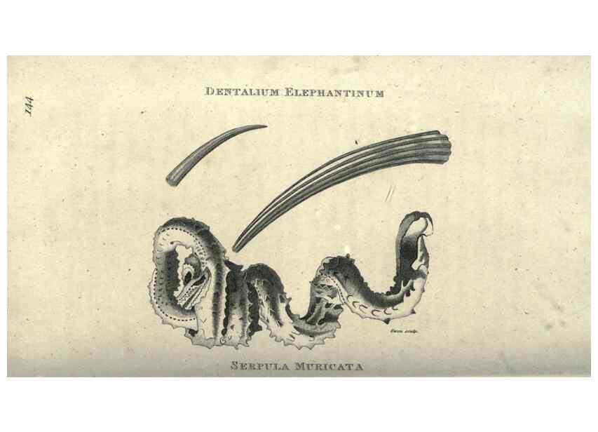 Reproducción/Reproduction 7344932206: Zoological lectures delivered at the Royal Institution. London,Kearsley,1809.