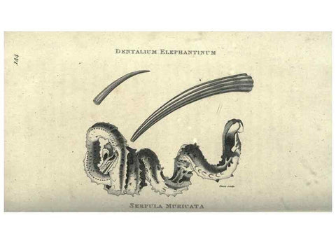 Reproducción/Reproduction 7344932206: Zoological lectures delivered at the Royal Institution. London,Kearsley,1809.