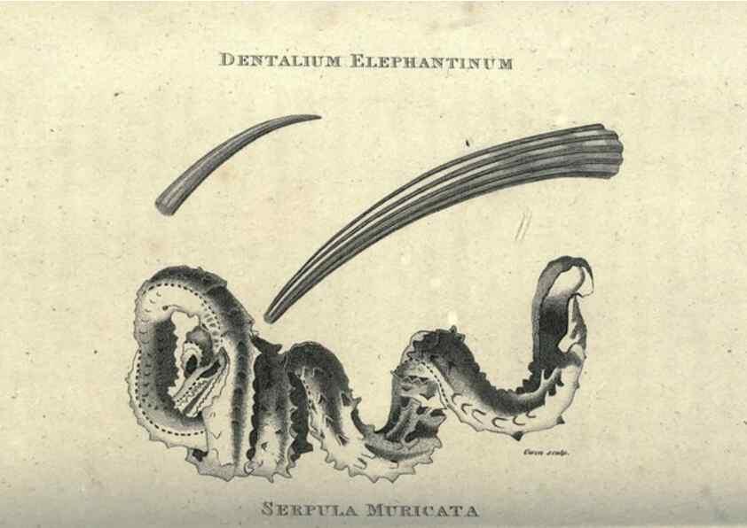 Reproducción/Reproduction 7344932206: Zoological lectures delivered at the Royal Institution. London,Kearsley,1809.