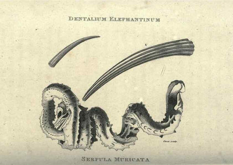 Reproducción/Reproduction 7344932206: Zoological lectures delivered at the Royal Institution. London,Kearsley,1809.