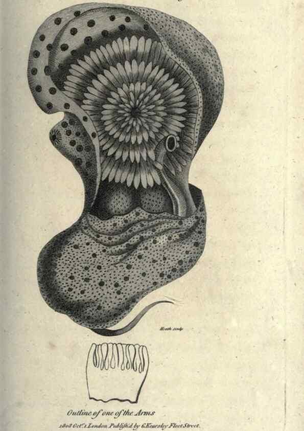 Reproducción/Reproduction 7159724425: Zoological lectures delivered at the Royal Institution. London,Kearsley,1809.