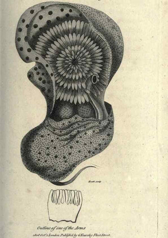 Reproducción/Reproduction 7159724425: Zoological lectures delivered at the Royal Institution. London,Kearsley,1809.