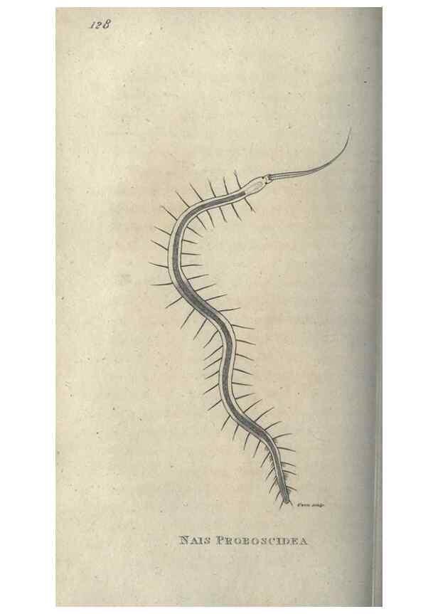 Reproducción/Reproduction 7344915412: Zoological lectures delivered at the Royal Institution. London,Kearsley,1809.