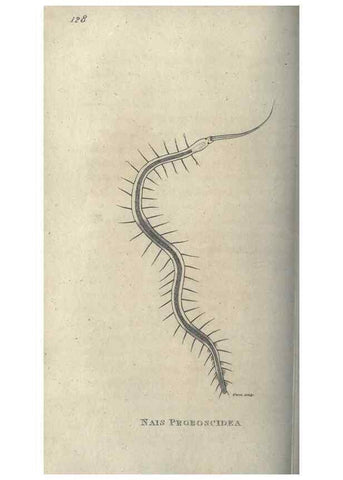 Reproducción/Reproduction 7344915412: Zoological lectures delivered at the Royal Institution. London,Kearsley,1809.