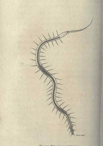 Reproducción/Reproduction 7344915412: Zoological lectures delivered at the Royal Institution. London,Kearsley,1809.