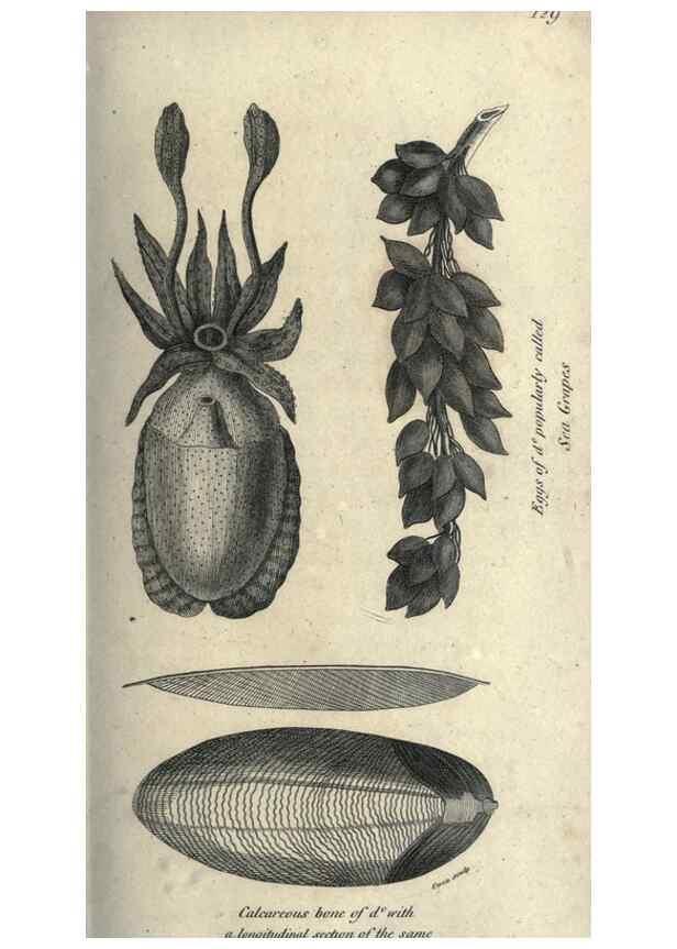 Reproducción/Reproduction 7344916304: Zoological lectures delivered at the Royal Institution. London,Kearsley,1809.