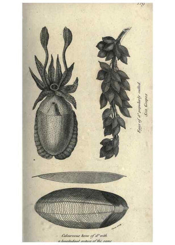 Reproducción/Reproduction 7344916304: Zoological lectures delivered at the Royal Institution. London,Kearsley,1809.