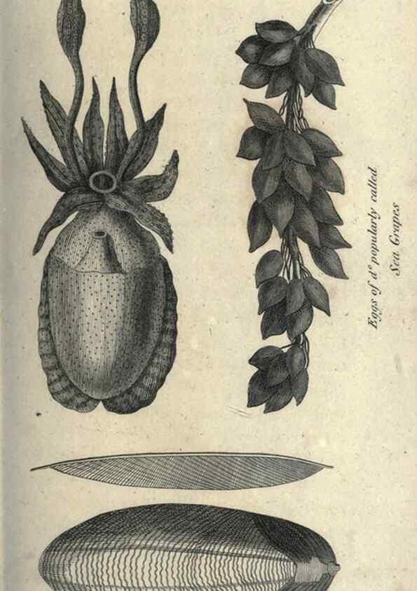 Reproducción/Reproduction 7344916304: Zoological lectures delivered at the Royal Institution. London,Kearsley,1809.