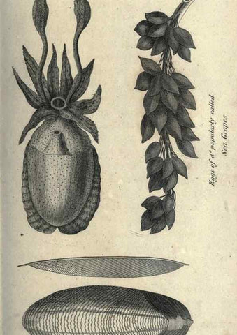Reproducción/Reproduction 7344916304: Zoological lectures delivered at the Royal Institution. London,Kearsley,1809.