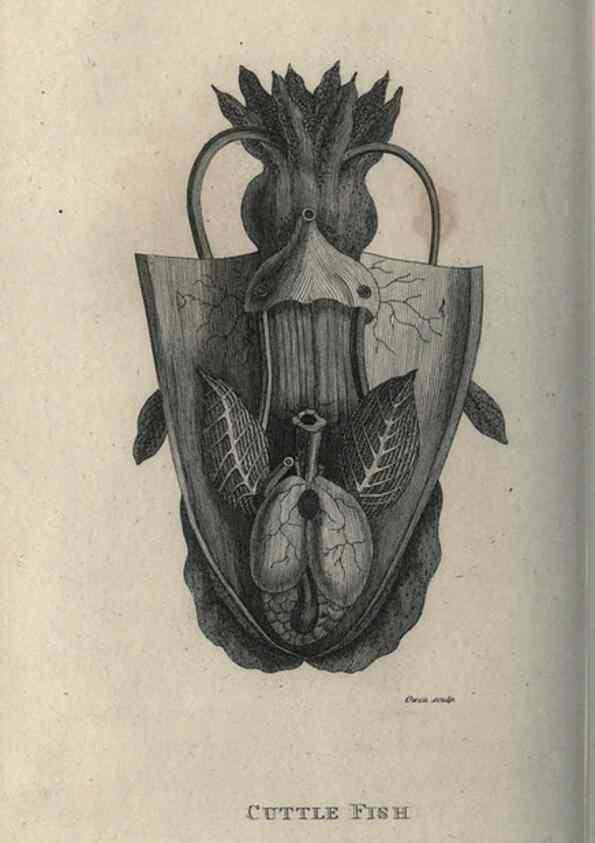 Reproducción/Reproduction 7159710807: Zoological lectures delivered at the Royal Institution. London,Kearsley,1809.