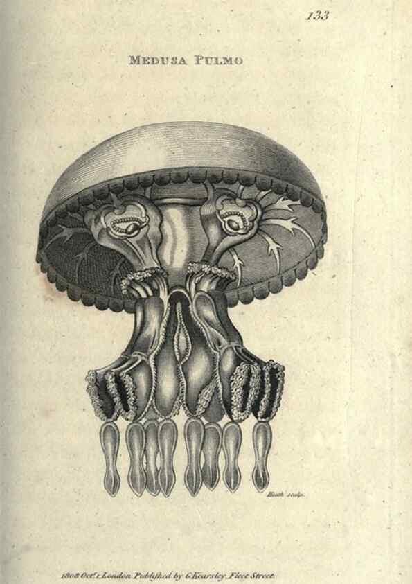 Reproducción/Reproduction 7159715759: Zoological lectures delivered at the Royal Institution. London,Kearsley,1809.