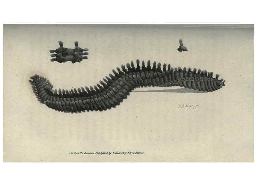 Reproducción/Reproduction 7159706905: Zoological lectures delivered at the Royal Institution. London,Kearsley,1809.