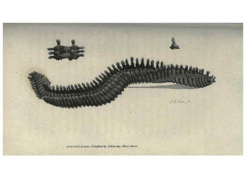 Reproducción/Reproduction 7159706905: Zoological lectures delivered at the Royal Institution. London,Kearsley,1809.