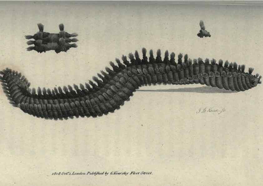 Reproducción/Reproduction 7159706905: Zoological lectures delivered at the Royal Institution. London,Kearsley,1809.