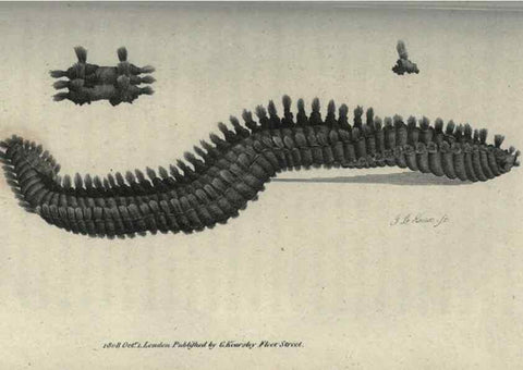 Reproducción/Reproduction 7159706905: Zoological lectures delivered at the Royal Institution. London,Kearsley,1809.