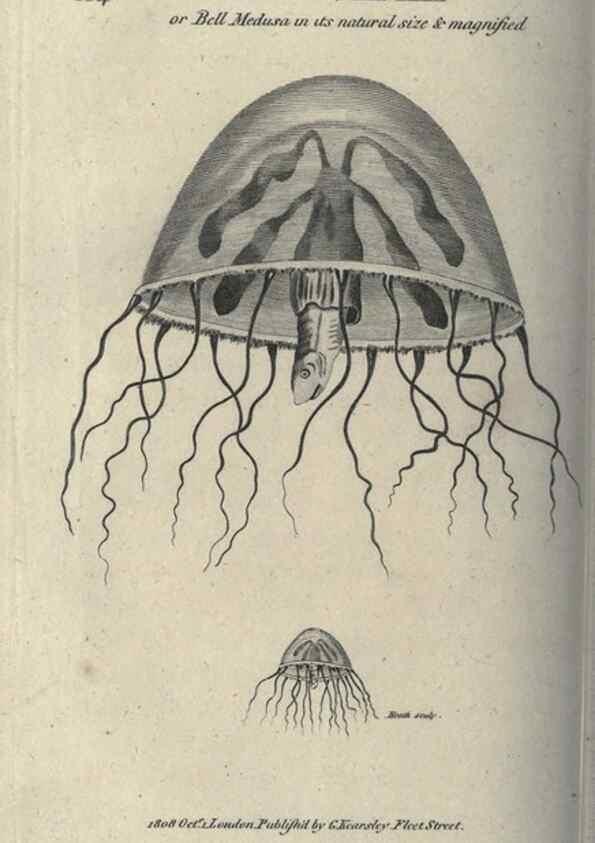Reproducción/Reproduction 7344923546: Zoological lectures delivered at the Royal Institution. London,Kearsley,1809.