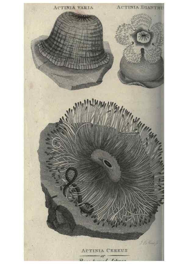 Reproducción/Reproduction 7159718425: Zoological lectures delivered at the Royal Institution. London,Kearsley,1809.