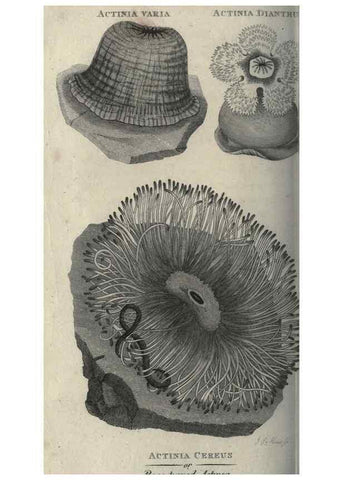Reproducción/Reproduction 7159718425: Zoological lectures delivered at the Royal Institution. London,Kearsley,1809.