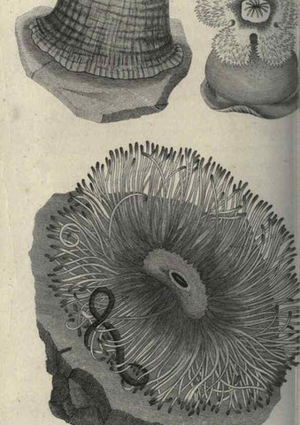 Reproducción/Reproduction 7159718425: Zoological lectures delivered at the Royal Institution. London,Kearsley,1809.
