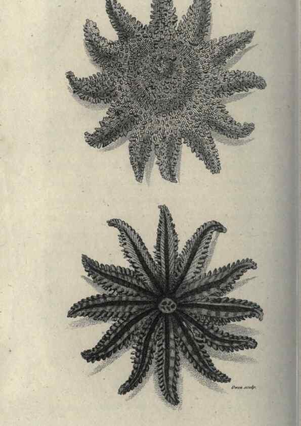 Reproducción/Reproduction 7344926488: Zoological lectures delivered at the Royal Institution. London,Kearsley,1809.