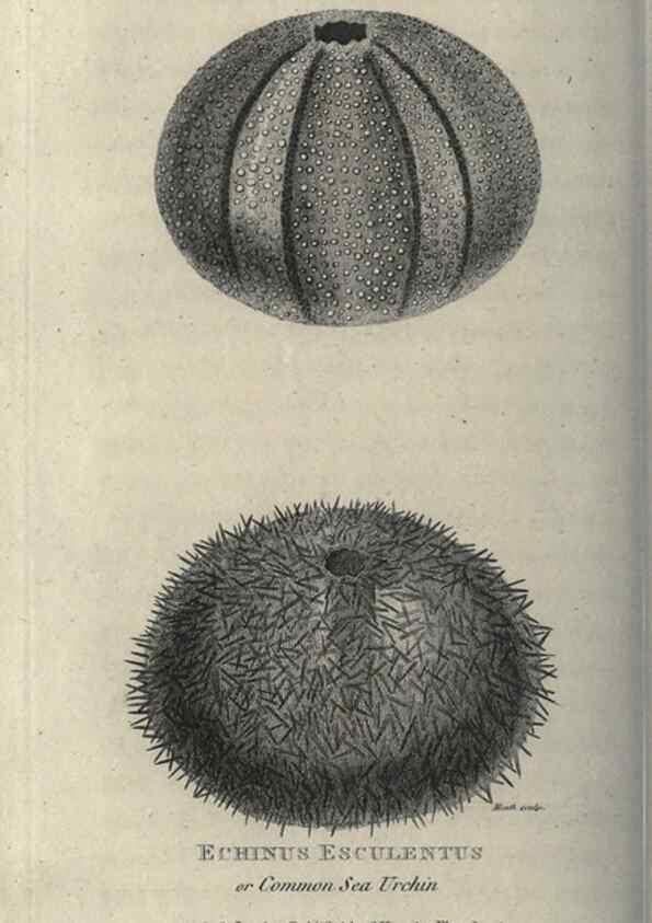 Reproducción/Reproduction 7159720069: Zoological lectures delivered at the Royal Institution. London,Kearsley,1809.