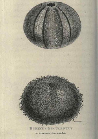 Reproducción/Reproduction 7159720069: Zoological lectures delivered at the Royal Institution. London,Kearsley,1809.
