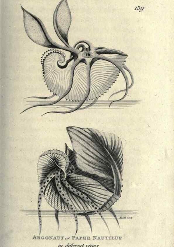 Reproducción/Reproduction 7159721005: Zoological lectures delivered at the Royal Institution. London,Kearsley,1809.