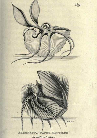 Reproducción/Reproduction 7159721005: Zoological lectures delivered at the Royal Institution. London,Kearsley,1809.